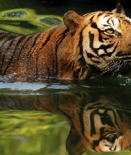 馬來西亞國家動物園門票