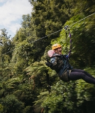 新西蘭古老森林高空滑索體驗