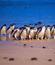 墨爾本南岸經典一日遊 - 彩虹小屋 & 企鵝歸巢(中文導遊)