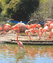 馬德里 Faunia 動物園門票