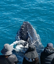 澳洲賞鯨體驗（伯斯＆瑪格麗特河出發）
