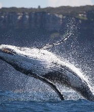 雪梨港2.5小時賞鯨探索之旅