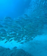 大加那利島潛水複習：PADI 5 星潛水中心水肺潛水温習