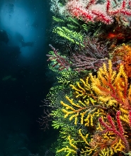 加泰隆尼亞潛水重啟：水肺潛水複習課程（PADI 5星潛水中心）