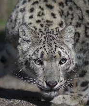 紐約中央公園動物園門票