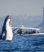 雪梨2.5小時賞鯨探險之旅