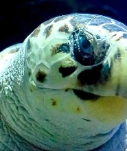 蘭薩羅特水族館門票