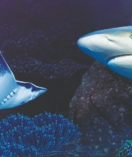 西班牙貝納爾馬德納海洋生物水族館門票