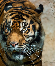 Bioparc Fuengirola 門票