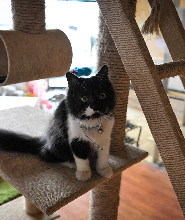 印尼雅加達貓咪咖啡廳The Cat Cabin門票
