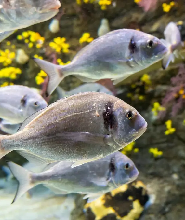 奧格羅韋水族館門票