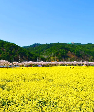 首爾芒芳油菜花玫瑰公園一日賞花之旅