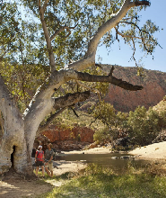西麥克唐奈山脈（Tjoritja）之旅