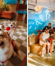 Isla Corgis Cafe 錫亞高島