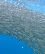 納帕林沙丁魚風暴、欣agdanan洞穴及薄荷島鄉村之旅