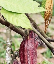 克裏奧洛可可農場之旅及可可品嚐