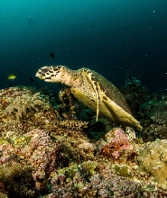 長灘島初級潛水體驗