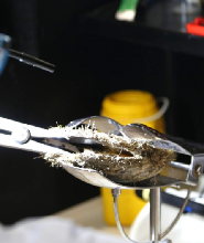 威利溪珍珠養殖場一日遊