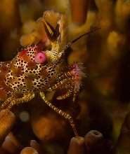 薄荷島PADI潛水體驗（PADI五星級潛水中心）