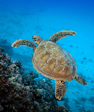 斐濟潛水探險：探索托闊裡奇島的水下奇觀