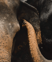 蘇美島大象保護區體驗