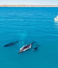 卡爾巴里觀鯨遊船體驗