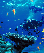 錫德出發：水肺潛水和水下博物館之旅（含飯店接送）