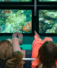 佛羅裏達基韋斯特島遊覧（乘坐玻璃底船）