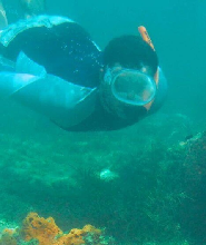 佛羅裏達州礁島羣雙重浮潛之旅