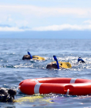 大堡礁半日純浮潛之旅