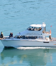 新西蘭阿卡羅阿海豚港自然巡遊之旅