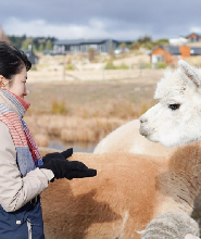 新西蘭蒂卡波寵物動物園門票