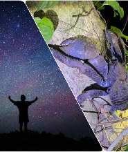 宮古島：在星空下和夜晚探索叢林