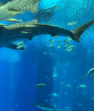 沖繩美麗海水族館＆萬座毛一日遊（含門票）