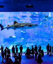 【那霸出發】沖繩美麗海水族館&古宇利島&萬座毛&美國村一日遊
