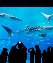 【那霸出發】沖繩美麗海水族館&萬座毛&古宇利島&備瀨福木林道一日遊