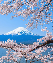 富士山季節性美景&水果採摘&纜車一日遊