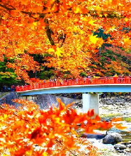 2026名古屋賞楓：虎溪山永保寺700年銀杏&小原櫻楓同框奇觀&香嵐溪紅葉一日遊