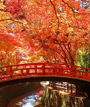 【秋季限定】2026九州賞楓：雷山千如寺&太宰府&大興善寺&福岡塔一日遊（普通話/英文/廣東話導遊）