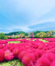2026定山溪&由仁花園楓葉&賞花一日遊