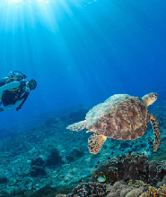 皮皮島4次潛水體驗（PADI 五星級潛水中心）