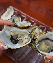 荷巴特鐵溪灣與亞瑟港全日野生動物體驗