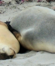 袋鼠島海豹灣與野生動物園一日遊