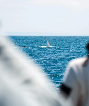 威爾遜斯 promontory 鯨魚觀賞遊船之旅