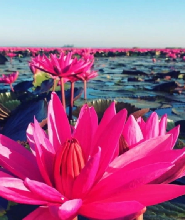 烏隆他尼紅蓮花海晨間遊船體驗