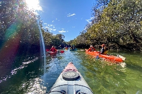 阿德萊德海豚保護區紅樹林之旅