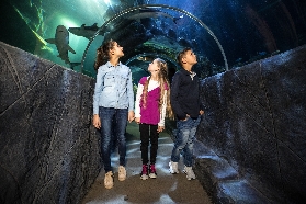 漢諾威 SEA LIFE 水族館門票