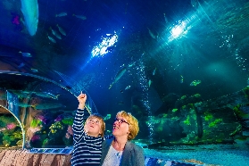 Timendorfer Strand SEA LIFE Aquarium Tickets