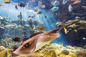 佛羅裏達水族館免排隊門票