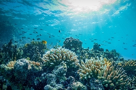 吉達 Bayada Island 浮潛體驗船之旅